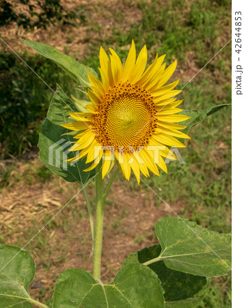 ひまわり 42644853