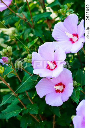 ムクゲ 42645049