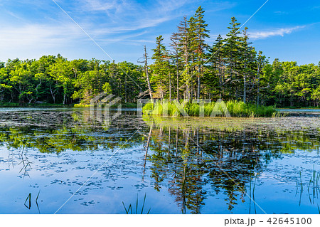 《北海道》夏の知床・知床五湖 《北海道》夏の知床・知床五湖 42645100