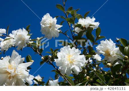 サザンカの花 42645131