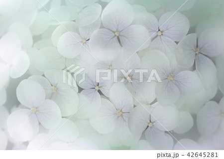 Cool Mint 涼し気な花 Cool Mint 涼し気な花 42645281