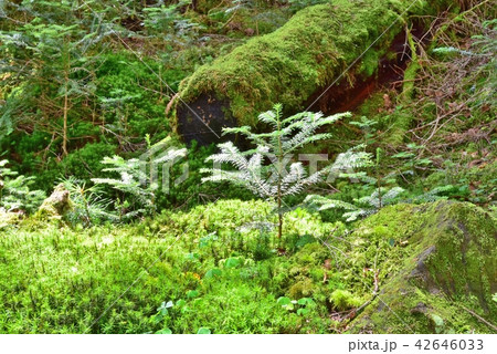 長野県、八ヶ岳の白駒の森と苔 長野県、八ヶ岳の白駒の森と苔 42646033