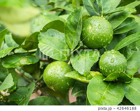 Green lime trees in the farm. Green lime trees in the farm. 42646188