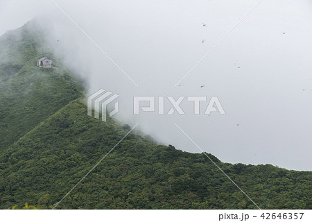 大山ユートピア・トンボの季節　 42646357