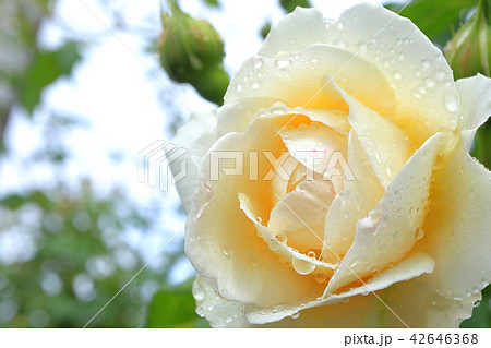 雨上がりの薔薇 42646368
