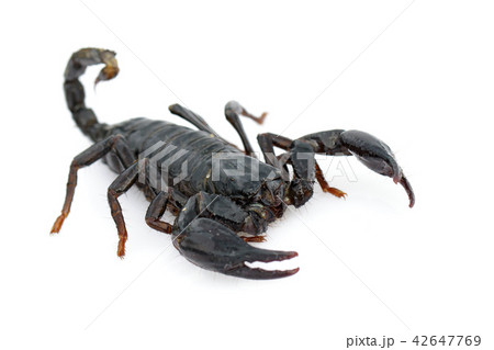 Image of emperor scorpion (Pandinus imperator). 42647769