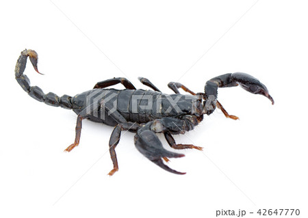 Image of emperor scorpion (Pandinus imperator). 42647770