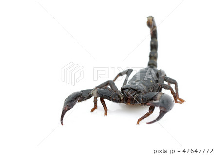 Image of emperor scorpion (Pandinus imperator). 42647772