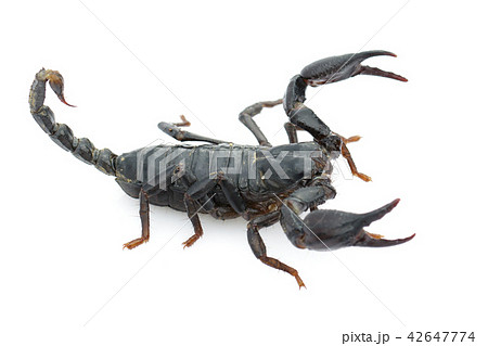 Image of emperor scorpion (Pandinus imperator). 42647774
