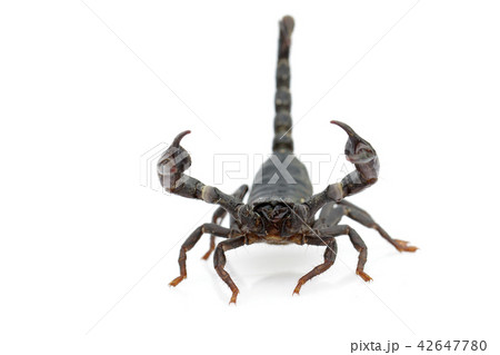 Image of emperor scorpion (Pandinus imperator). 42647780