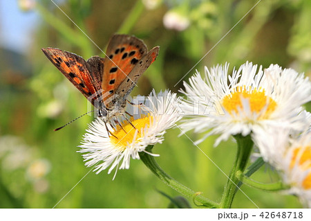 ベニシジミとハルジオン ベニシジミとハルジオン 42648718