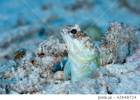 ジョーフィッシュ 42648724