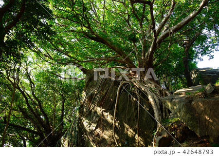 天草ラピュタあこうの木 天草ラピュタあこうの木 42648793