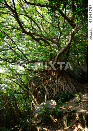 天草ラピュタあこうの木 42648797