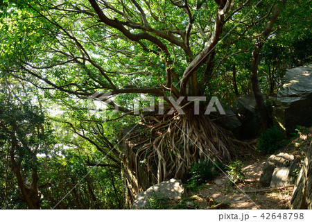 天草ラピュタあこうの木 天草ラピュタあこうの木 42648798