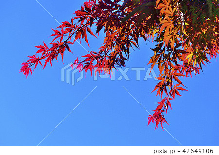 快晴の秋空に映える真っ赤な紅葉 快晴の秋空に映える真っ赤な紅葉 42649106
