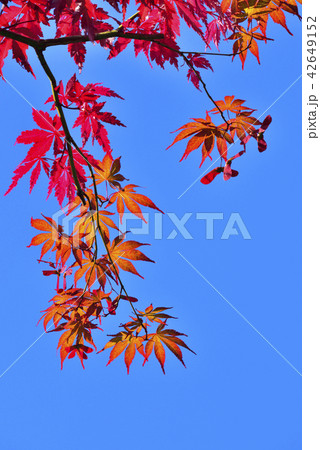 快晴の秋空に輝く紅葉 42649152