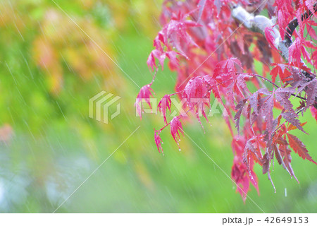 秋雨に濡れる真っ赤な紅葉 42649153