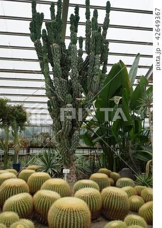 青森の旅夜越山森林公園 42649367