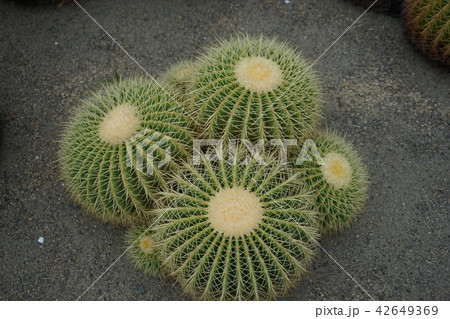 青森の旅夜越山森林公園 42649369