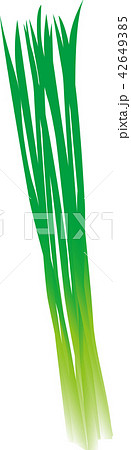 細ねぎ 42649385