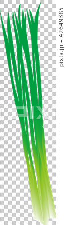 細ねぎ 42649385