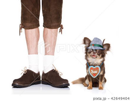 bavarian beer dog 42649404