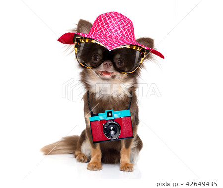 dog on summer vacation dog on summer vacation 42649435