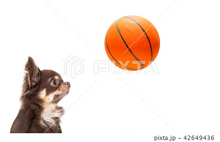 chihuahua basketball dog chihuahua basketball dog 42649436