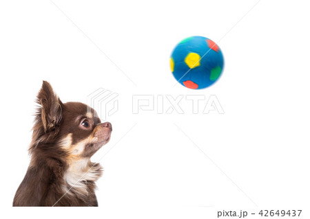 chihuahua soccer dog chihuahua soccer dog 42649437