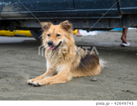 dog lying on a sandy beach 42649743