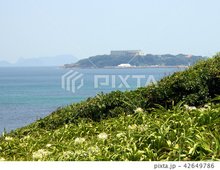 響灘を見下ろす夏井ヶ浜海岸のハマユウ達 響灘を見下ろす夏井ヶ浜海岸のハマユウ達 42649786
