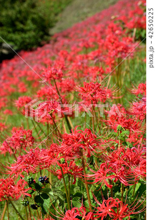 斜面に満開の、ヒガンバナ 42650225