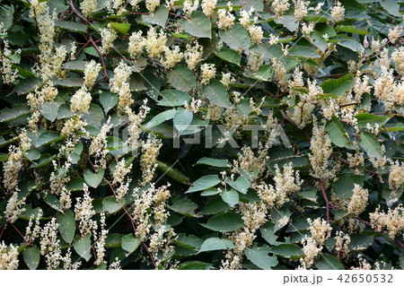 グミの花(背景素材) グミの花(背景素材) 42650532