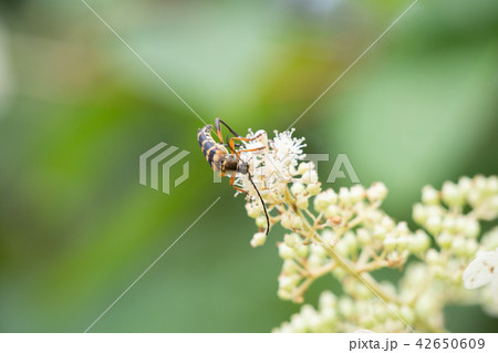 カミキリムシの食事 カミキリムシの食事 42650609
