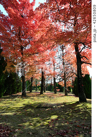 木漏れ日の、オレンジ色の紅葉 42650809