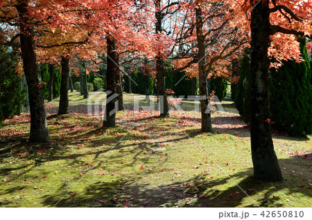 木漏れ日の、オレンジ色の紅葉 木漏れ日の、オレンジ色の紅葉 42650810