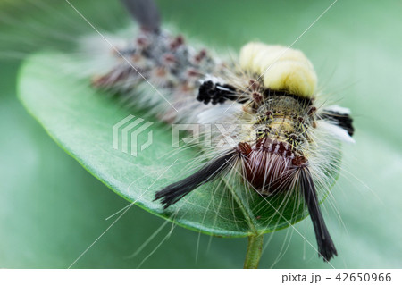 Caterpillar Caterpillar 42650966