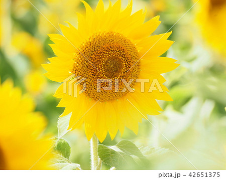 かわいい ひまわりの花の写真素材 42651375 Pixta