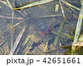 ジャンボタニシ844 42651661
