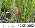 ジャボタニシ卵845 42651662