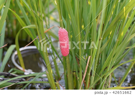 ジャボタニシ卵845 42651662