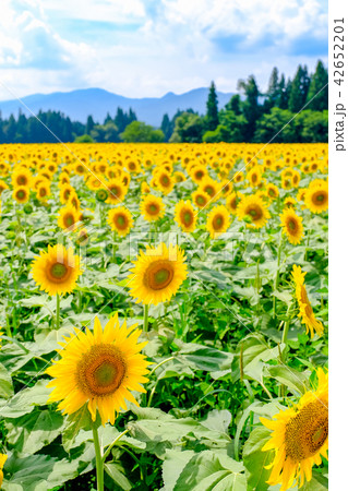 向日葵 （津南ひまわり広場） 42652201