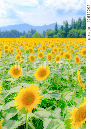 向日葵 （津南ひまわり広場） 42652202