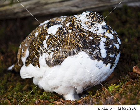 春のライチョウ雌 42652826