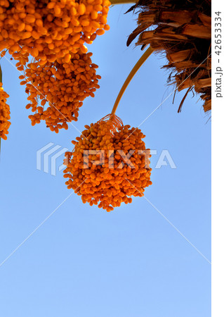 Date palm, Phoenix dactylifera with ripening fruit Date palm, Phoenix dactylifera with ripening fruit 42653334