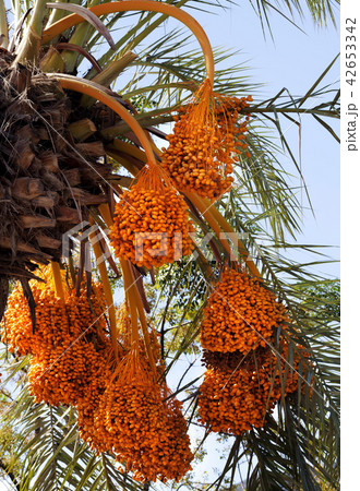 Date palm with bunches of ripening fruit Date palm with bunches of ripening fruit 42653342