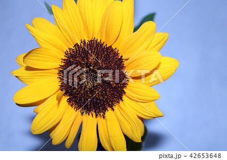 ひまわり夏のイメージ余白コピースペース 42653648