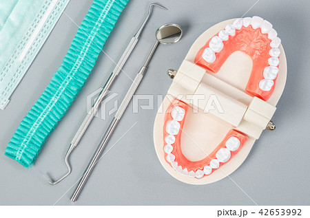 Model tooth with dental tools. 42653992