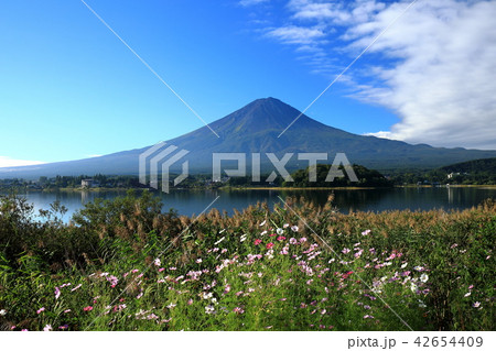 富士山　河口湖　秋　世界遺産 42654409